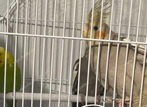 Male and female