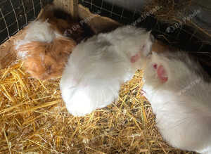 BABY AND YOUNG ADULT FEMALE GUINEA PIGS