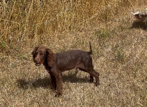 cocker spaniel puppies