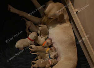 Labrador puppies