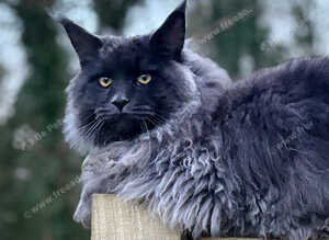 Maine coon black/smoke males