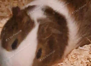 Bonded male pair of guinea pigs with cage