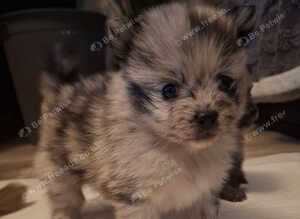 Beautiful tiny pomeranian pups