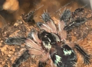 Brazilian jewel tarantula