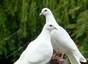 Original White Doves