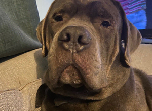 Cane corso STUD AVAILABLE