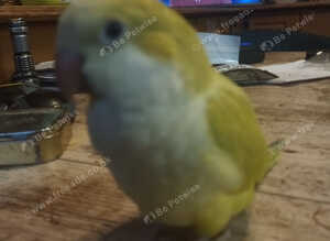 Beautiful super friendly Quaker parrot chicks