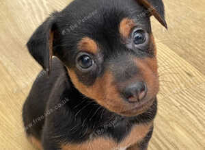 Jack Russell puppies