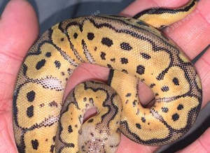 Royal python babies