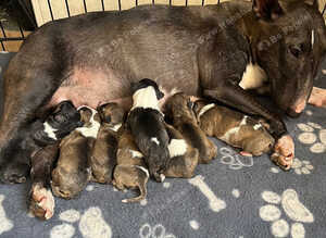 Miniature bull terrier puppies