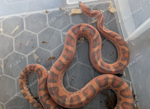 Scaleless hypo male corn snake