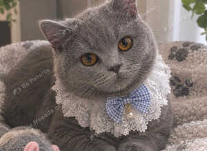 GCCF Registered Blue British Shorthair Boy