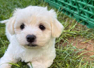 Beautiful Maltese Puppies Available