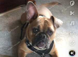 Dolly