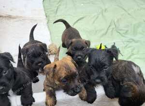 Scottish/Westie cross lakeland terrier