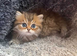 Stunning Golden Shaded Persian KittenTeddy Bear