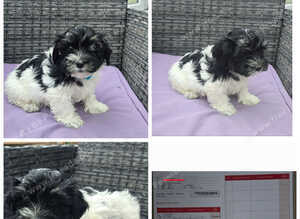 Puppies looking for loving owners!