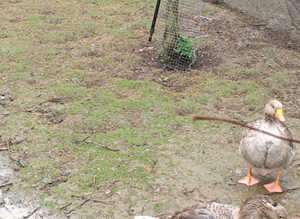 Geese hatching egg