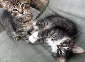 Kittens for sale, ready on the 22nd September