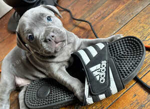 Staffordshire Bull terrier puppies