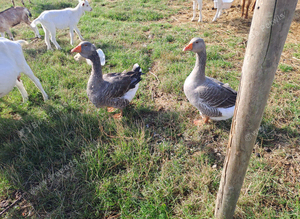 Pair  of toulouse