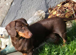 Miniature smooth haired dachshunds