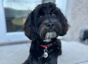 F1 cockapoo available for stud