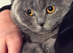 5 Beautiful Kittens Available &ndash; British Shorthair x Scottish Fold