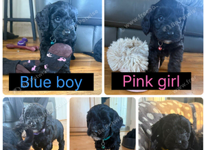 cockapoo puppies ready in 10 days