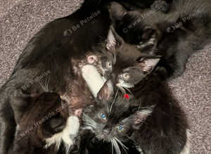 5 beautiful tuxedo kittens (9 weeks old ) ready for new homes