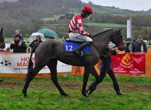 Race Horse For sale !!
