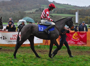 Race Horse For sale!!