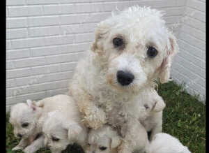 Schnoodle puppies