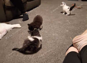 Maine coon cross kittens