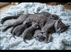 Pure Russian Blue kitten