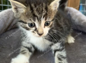Kitten looking for her forever home