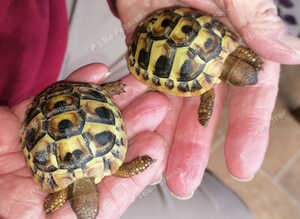 Baby Mediterranean Hermanns & Spur Thigh Tortoises with full set-up