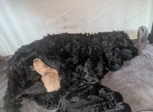 Cockapoo cross cavapoo