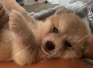 BEAUTIFUL JAPANESE AKITA INU PUPPIES