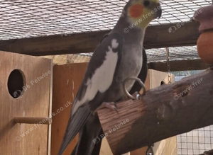 Cockatiel pairs and spare males