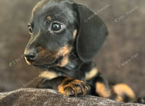Exceptional Dachshund Puppies
