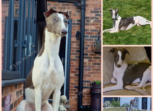 Proven Whippet 3 years old for stud