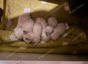 6 grey mitted ragdolls