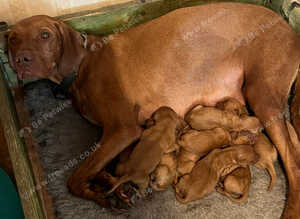 Hungarian Viszla puppies for sale