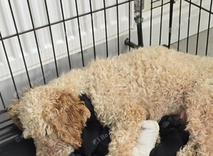 Cockapoo puppies
