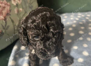 Miniature poodle