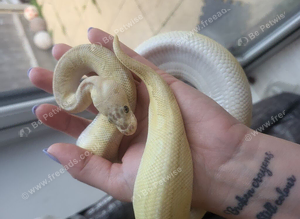 Ball Python looking for loving home
