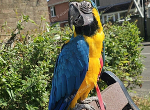 Blue and god macaw called Mango