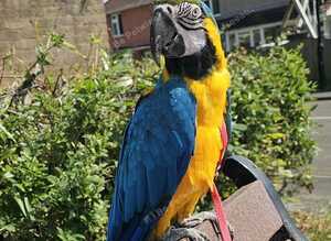 Blue and gold macaw called Mango