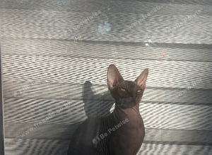 Sphynx boy